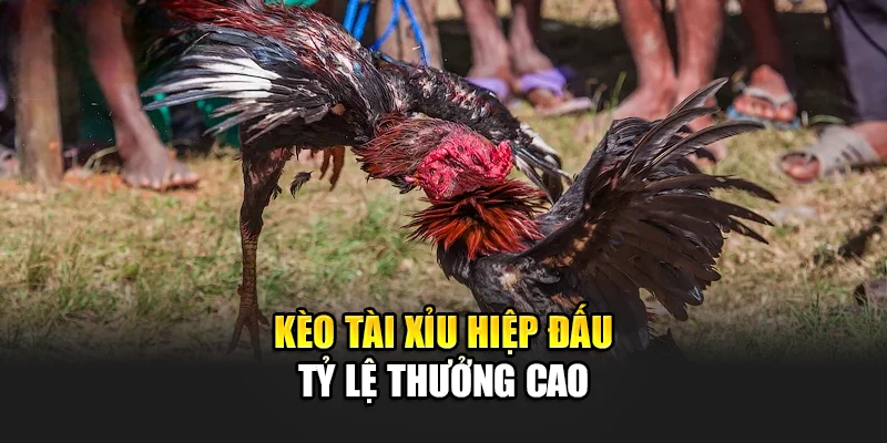 Đá Gà Bj88 – Chơi Cược Đơn Giản Thưởng Liền Tay Mỗi Ngày